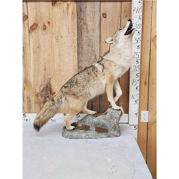 Howling Coyote Full Body Taxidermy Mount