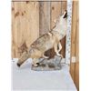 Image 1 : Howling Coyote Full Body Taxidermy Mount