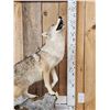 Image 2 : Howling Coyote Full Body Taxidermy Mount