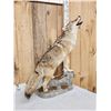 Image 3 : Howling Coyote Full Body Taxidermy Mount