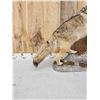Image 4 : Howling Coyote Full Body Taxidermy Mount
