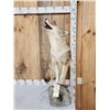 Image 5 : Howling Coyote Full Body Taxidermy Mount