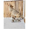 Image 6 : Howling Coyote Full Body Taxidermy Mount