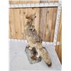 Image 7 : Howling Coyote Full Body Taxidermy Mount