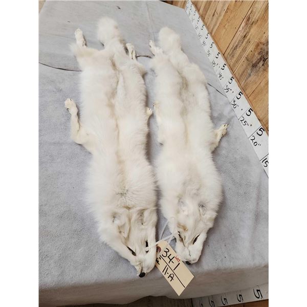 2 Gorgeous White Ranch Fox Soft Tanned Furs