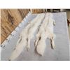 Image 4 : 2 Gorgeous White Ranch Fox Soft Tanned Furs