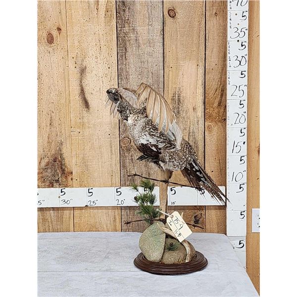 Sage Grouse In Flight Bird Taxidermy