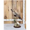 Image 1 : Sage Grouse In Flight Bird Taxidermy