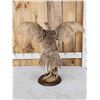 Image 6 : Sage Grouse In Flight Bird Taxidermy