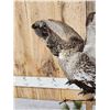 Image 8 : Sage Grouse In Flight Bird Taxidermy
