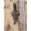 Image 2 : Red Squirrel Full Body Taxidermy Mount