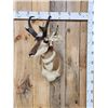 Image 1 : Pronghorn Antelope Shoulder Mount Taxidermy