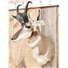 Image 2 : Pronghorn Antelope Shoulder Mount Taxidermy