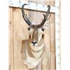 Image 3 : Pronghorn Antelope Shoulder Mount Taxidermy