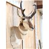 Image 4 : Pronghorn Antelope Shoulder Mount Taxidermy