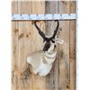 Image 1 : Pronghorn Antelope Shoulder Mount Taxidermy
