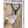 Image 2 : Pronghorn Antelope Shoulder Mount Taxidermy