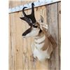 Image 3 : Pronghorn Antelope Shoulder Mount Taxidermy