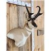 Image 4 : Pronghorn Antelope Shoulder Mount Taxidermy