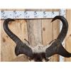 Image 5 : Pronghorn Antelope Shoulder Mount Taxidermy
