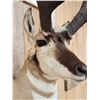 Image 6 : Pronghorn Antelope Shoulder Mount Taxidermy