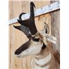 Image 7 : Pronghorn Antelope Shoulder Mount Taxidermy