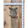 Image 1 : African Warthog Shoulder Mount Taxidermy