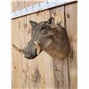Image 2 : African Warthog Shoulder Mount Taxidermy