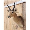 Image 2 : African Reedbuck Shoulder Mount Taxidermy