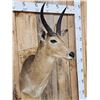 Image 3 : African Reedbuck Shoulder Mount Taxidermy