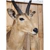 Image 4 : African Reedbuck Shoulder Mount Taxidermy