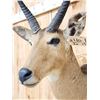 Image 5 : African Reedbuck Shoulder Mount Taxidermy