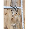 Image 2 : NICE African Impala Shoulder Mount Taxidermy