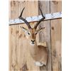 Image 3 : NICE African Impala Shoulder Mount Taxidermy