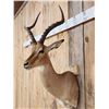 Image 4 : NICE African Impala Shoulder Mount Taxidermy