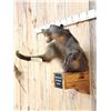 Image 3 : African Chakma Baboon Half Body Wall Pedestal Taxidermy Mount