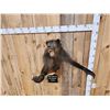 Image 4 : African Chakma Baboon Half Body Wall Pedestal Taxidermy Mount