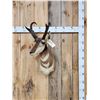 Image 1 : Pronghorn Antelope Shoulder Mount Taxidermy
