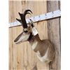 Image 2 : Pronghorn Antelope Shoulder Mount Taxidermy