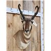 Image 3 : Pronghorn Antelope Shoulder Mount Taxidermy