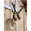 Image 4 : Pronghorn Antelope Shoulder Mount Taxidermy