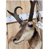 Image 5 : Pronghorn Antelope Shoulder Mount Taxidermy