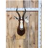 Image 1 : African Blesbok Shoulder Mount Taxidermy