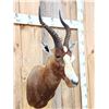 Image 2 : African Blesbok Shoulder Mount Taxidermy
