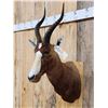 Image 3 : African Blesbok Shoulder Mount Taxidermy