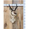 Image 1 : Pronghorn Antelope Shoulder Mount Taxidermy