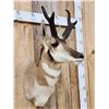 Image 2 : Pronghorn Antelope Shoulder Mount Taxidermy