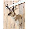 Image 3 : Pronghorn Antelope Shoulder Mount Taxidermy