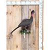 Image 1 : Crested Guan Full Body Bird Taxidermy