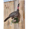 Image 2 : Crested Guan Full Body Bird Taxidermy